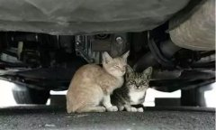 天冷了，開車前記得先喚醒它們！