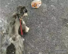 <b>狗狗亂撿東西吃怎么辦？——寵物百科知識</b>