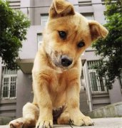 你眼中的土狗，它是我的家人！