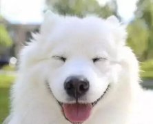 你是什么時(shí)候被你家狗撩到的？