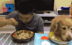 如果你家也有只吃貨狗狗，這點(diǎn)一定要注意！