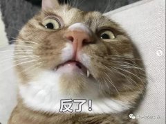 為何貓咪不喜被主人親吻？華興寵物食品