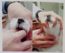 狗狗喂藥小技巧！ 華興寵物食品